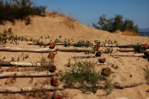 Sandy coastal landscape featuring logs and natural vegetation on a sunny day. jigsaw puzzle