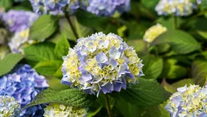 Stunning hydrangeas blooming vibrantly in an outdoor garden in Geesthacht, Germany. jigsaw puzzle