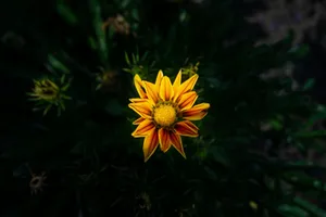 Detailed view of a vibrant yellow Gazania flower in full bloom against a lush green background. jigsaw puzzle