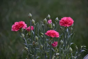 Close-up of vibrant pink carnations blooming outdoors in a lush garden setting. jigsaw puzzle