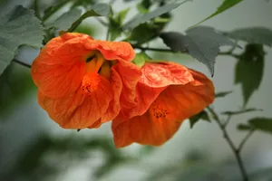 Detailed image of vibrant orange flowers with green leaves, showcasing nature's beauty and intricate details. jigsaw puzzle