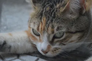 Detailed close-up of a sleepy calico cat resting on the ground, showcasing its beautiful eyes. jigsaw puzzle
