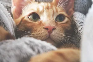 Close-up portrait of a ginger tabby cat wrapped in a cozy blanket, showcasing its curious eyes. jigsaw puzzle