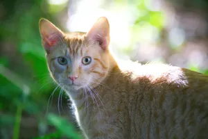 A ginger cat with green eyes looks curiously in a sunlit garden, surrounded by lush greenery. jigsaw puzzle