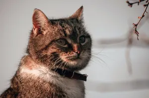 A close-up portrait of a tabby cat with a collar, captured outdoors in natural light. jigsaw puzzle