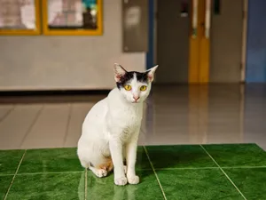 A calico cat with striking yellow eyes sitting on a green tiled floor indoors. jigsaw puzzle