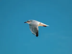 A Black-Headed Gull (Chroicocephalus ridibundus) glides elegantly in a bright blue sky, showcasing its wings. jigsaw puzzle