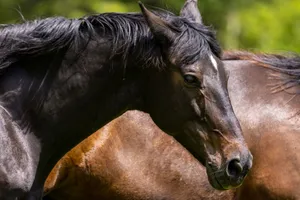 A close-up of a brown horse in a sunny outdoor pasture. jigsaw puzzle