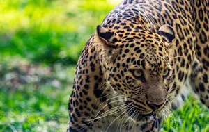 Focused leopard prowling through green grass in its natural habitat, showcasing its vibrant spotted fur. jigsaw puzzle