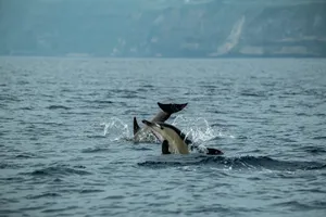Group of dolphins leaping in the ocean near coastal cliffs on a clear day. jigsaw puzzle
