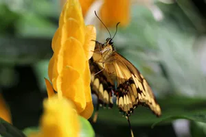 Detailed macro shot of a butterfly feeding on a yellow flower outdoors. jigsaw puzzle