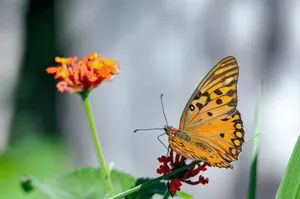 Close-up of a vibrant orange butterfly on a flower in Guaratinga, Brazil. Colorful and natural scene. jigsaw puzzle