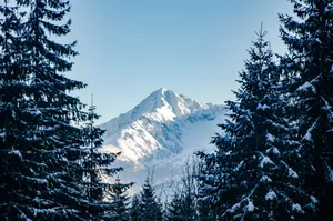 Serene winter landscape with snow-covered mountains and coniferous trees under a clear sky. jigsaw puzzle
