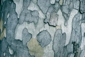 Detailed view of a textured tree bark with natural colors and patterns. jigsaw puzzle