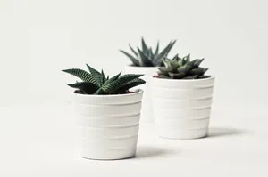 Three potted succulent plants in white pots on a simple white backdrop, perfect for decor inspiration. jigsaw puzzle