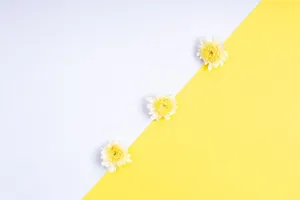 Simple and modern display of white flowers on a yellow and white background, perfect for design and decoration. jigsaw puzzle