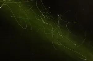 Abstract image with green swirling light trails on a dark background, showcasing movement and creativity. jigsaw puzzle