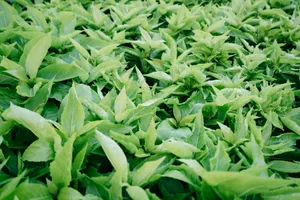 A close-up view of lush green leaves creating a vibrant, natural texture. jigsaw puzzle