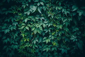 Vibrant close-up of lush Virginia creeper leaves creating a green textured background. jigsaw puzzle
