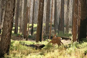 deer jigsaw puzzle
