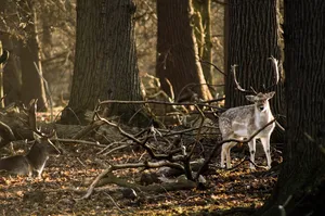 deer jigsaw puzzle
