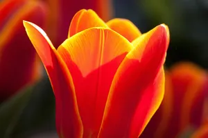 tulip jigsaw puzzle