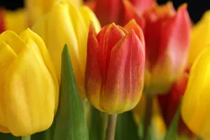 flowers jigsaw puzzle