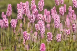 meadow jigsaw puzzle