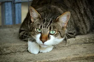 cat's eyes jigsaw puzzle