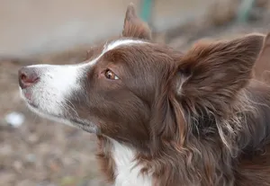 border collie jigsaw puzzle
