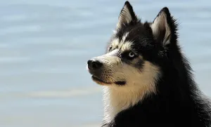 husky jigsaw puzzle