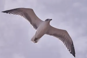 gull jigsaw puzzle
