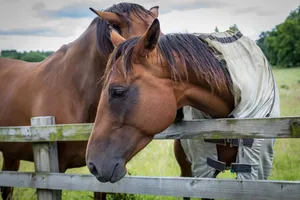 horse jigsaw puzzle