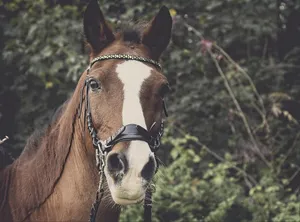 horse jigsaw puzzle