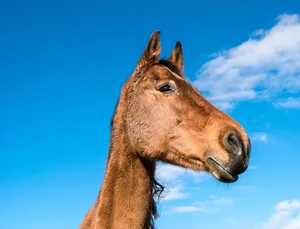 horse jigsaw puzzle