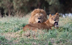 lions jigsaw puzzle