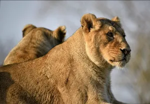 lions jigsaw puzzle