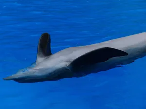 dolphin jigsaw puzzle