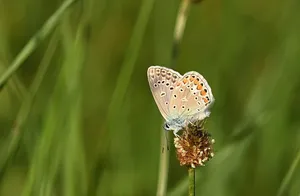blue butterfly jigsaw puzzle