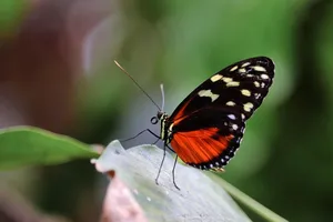 longwing butterfly jigsaw puzzle