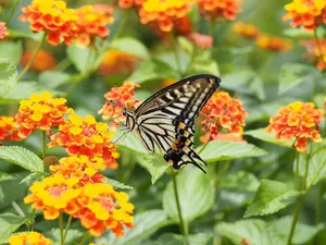 swallowtail butterfly jigsaw puzzle