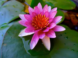lotus jigsaw puzzle