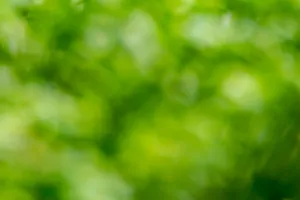 a blurry photo of a green leafy tree jigsaw puzzle