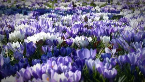 crocus jigsaw puzzle