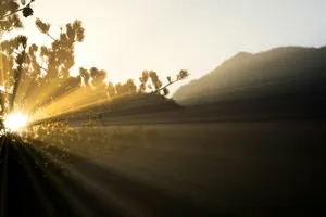 sunlight and tree jigsaw puzzle