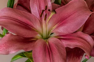 pink flower in macro shot jigsaw puzzle