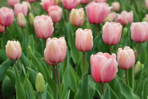 pink tulips in bloom during daytime jigsaw puzzle