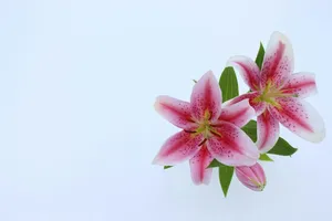 two pink petaled flowers jigsaw puzzle