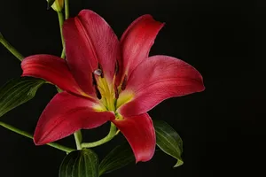 A red flower with green leaves on a black background jigsaw puzzle