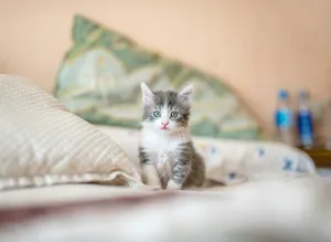 white and gray kitten on white textile jigsaw puzzle